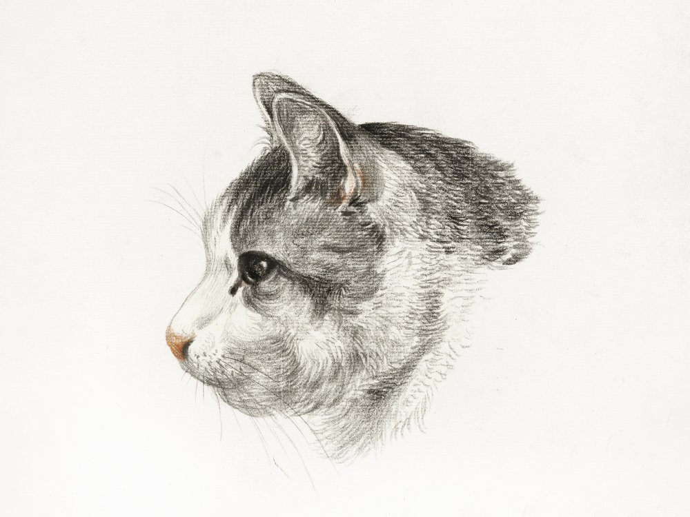Boceto de un gato (1819), de Jean Bernard (1775-1883) de Jean Bernard
