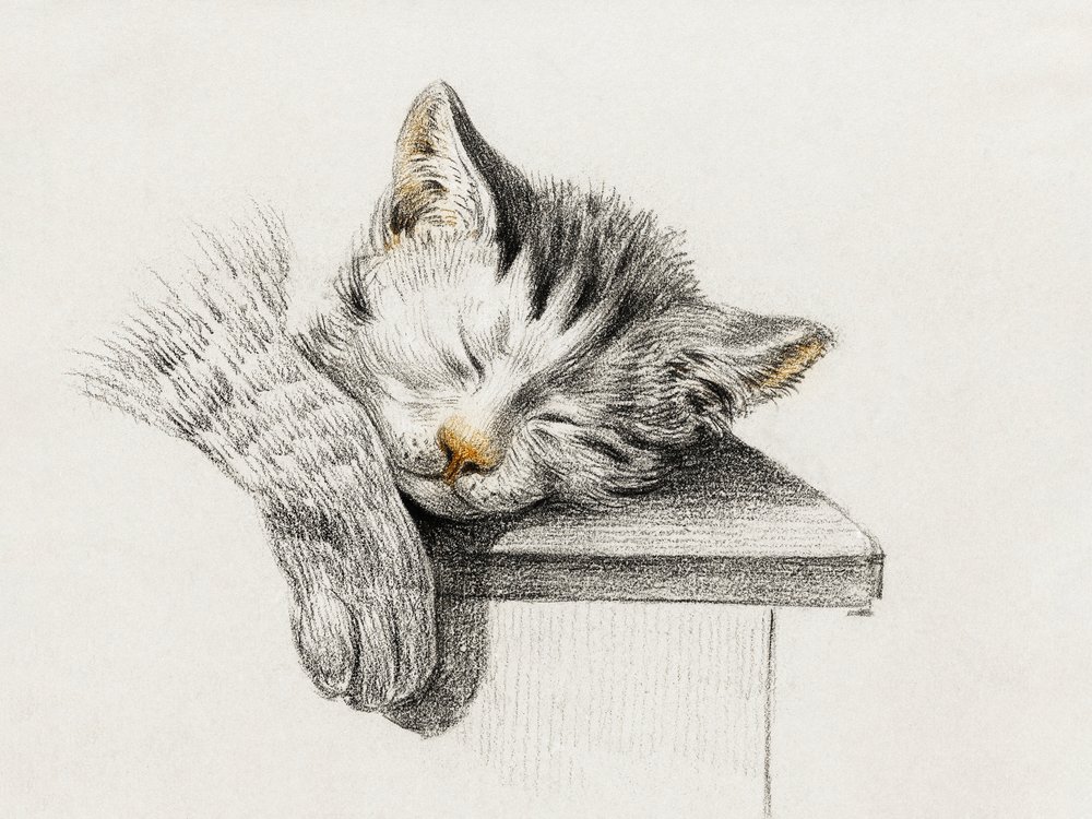 Boceto de un gato durmiendo de Jean Bernard