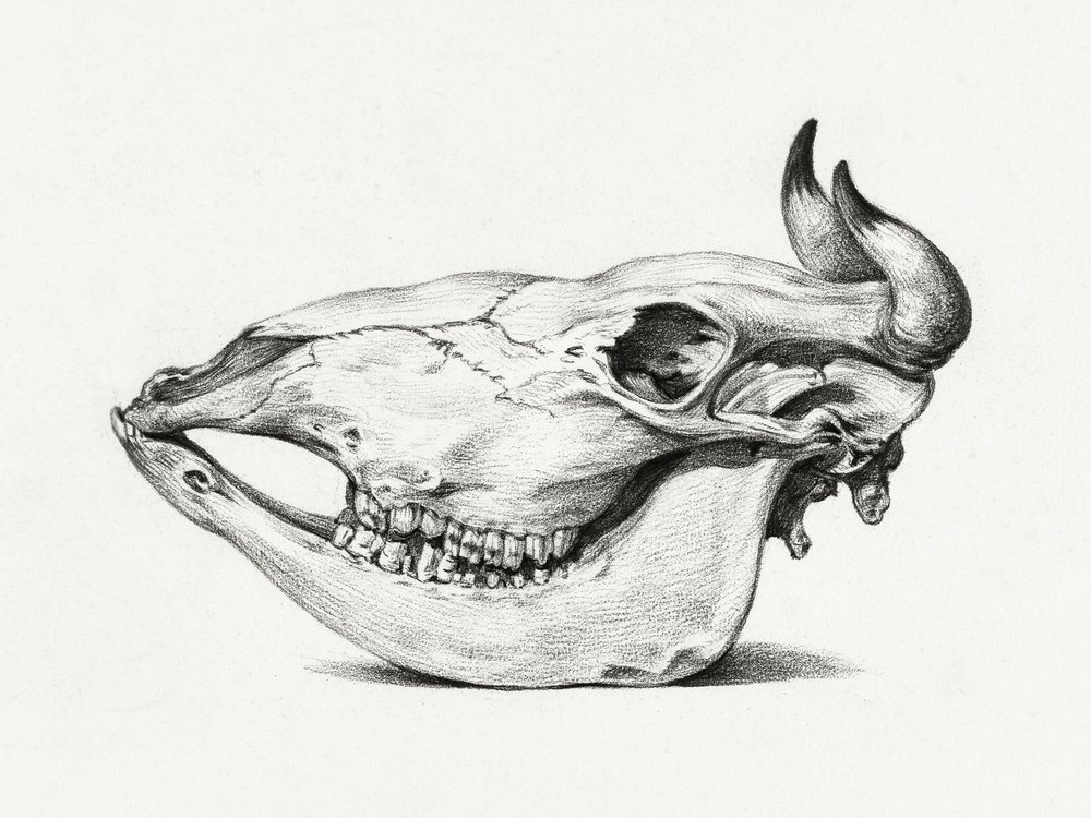 Cráneo de vaca (1816) de Jean Bernard