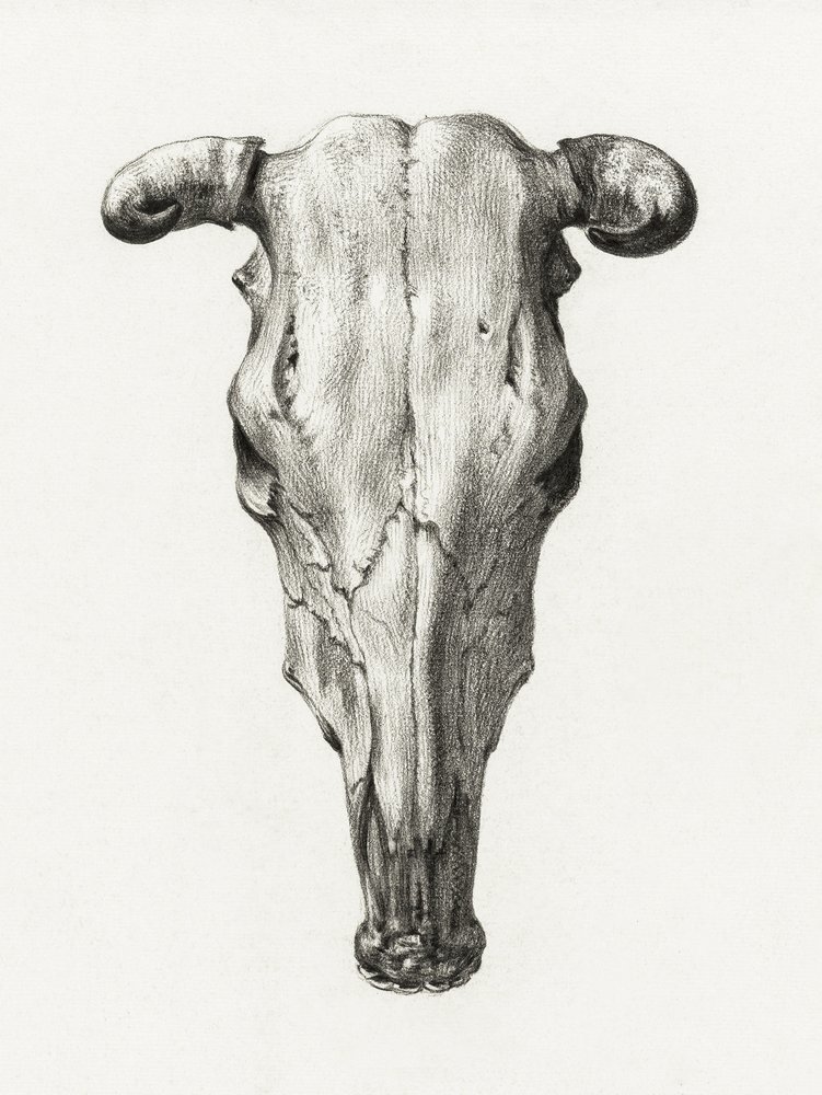 Cráneo de vaca. Vista frontal (1816) de Jean Bernard