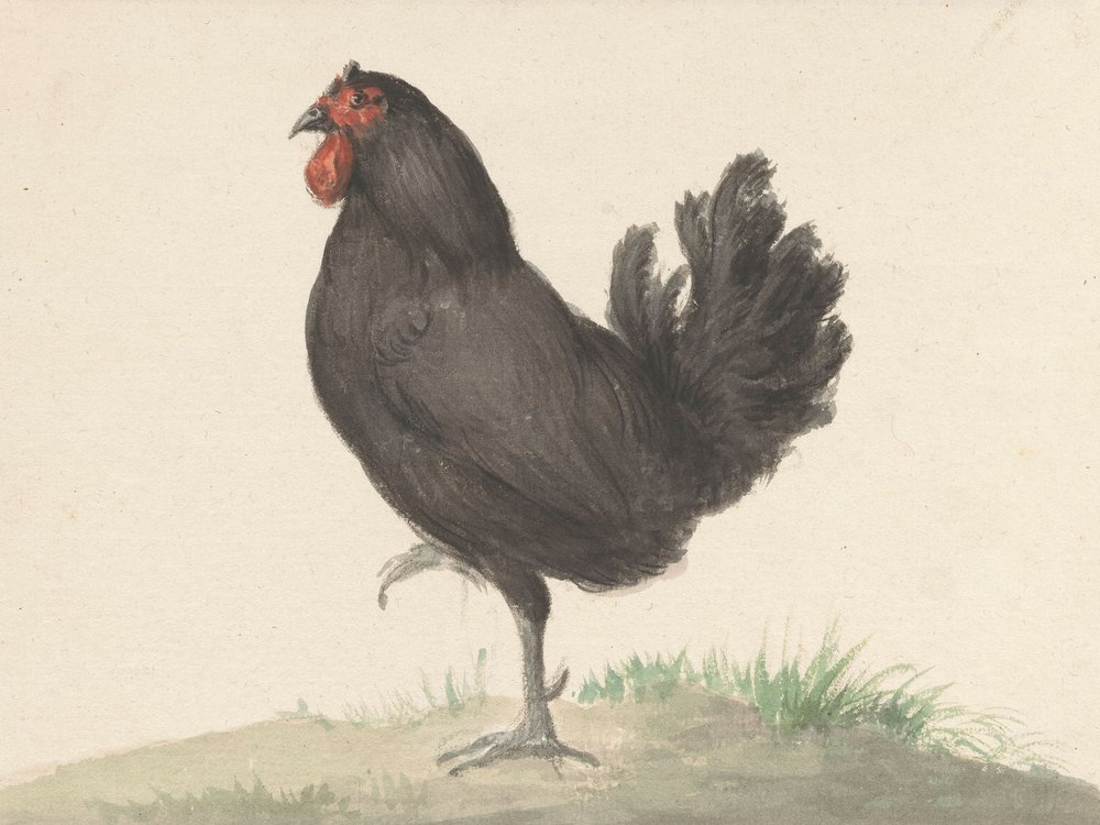 Pollo Negro de pie (1775-1833) de Jean Bernard