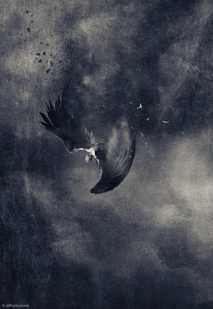 El pájaro oscuro que cae de Jeffrey Hummel