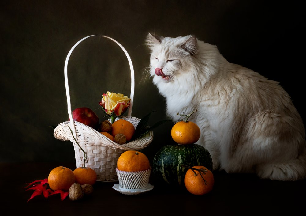 Naturaleza muerta otoñal con frutas y un gato de Jie Fischer