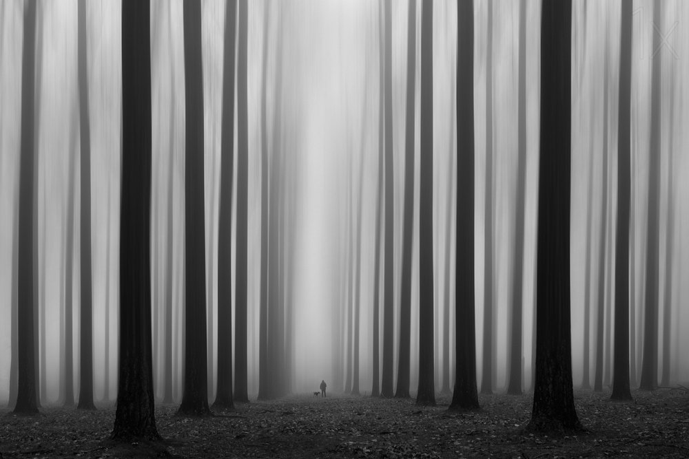 Sendero del bosque brumoso de Jochen Bongaerts