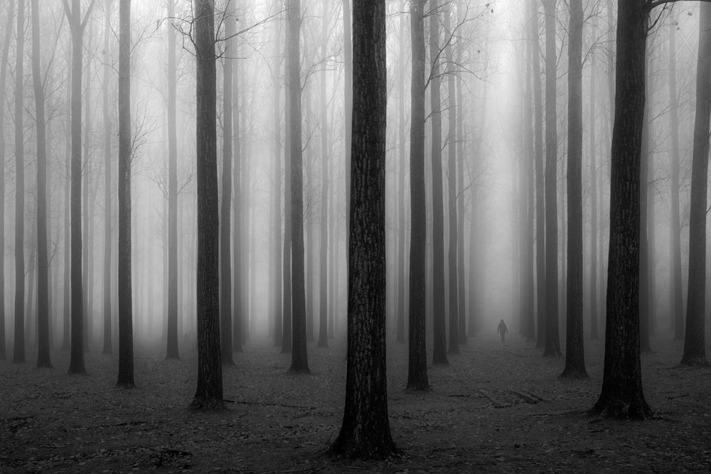 El misterioso bosque brumoso de Jochen Bongaerts