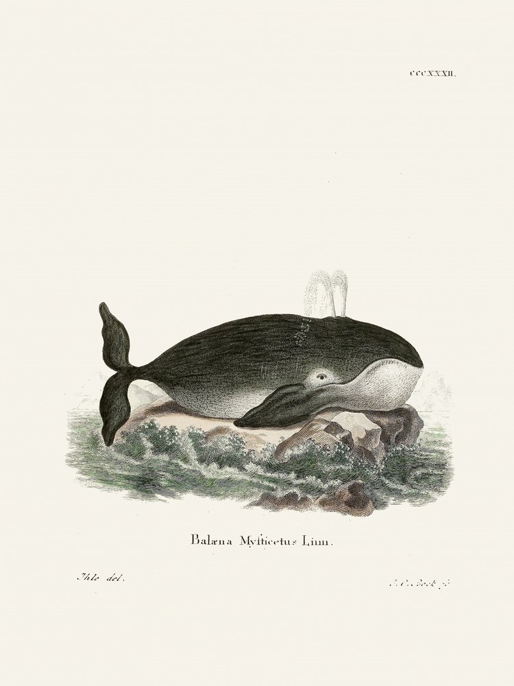 Ballena boreal, de Johann Christian Daniel von Schreber. de Johann Christian Daniel Von Schreber