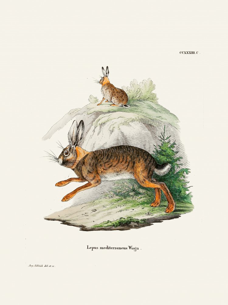 Cape Hare, de Johann Christian Daniel Von Schreber. de Johann Christian Daniel Von Schreber