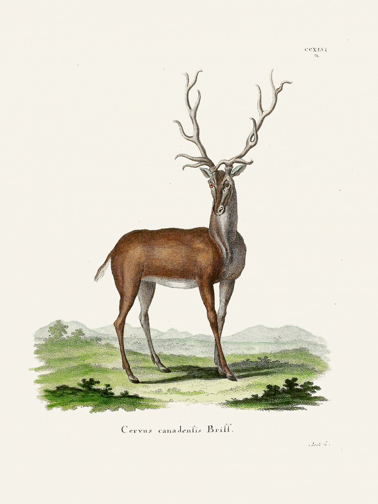 Elk, de Johann Christian Daniel Von Schreber. de Johann Christian Daniel Von Schreber