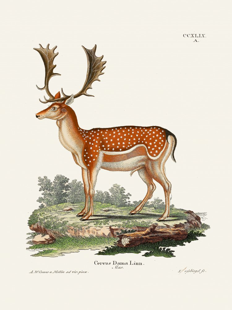 El gamo europeo, de Johann Christian Daniel von Schreber. de Johann Christian Daniel Von Schreber
