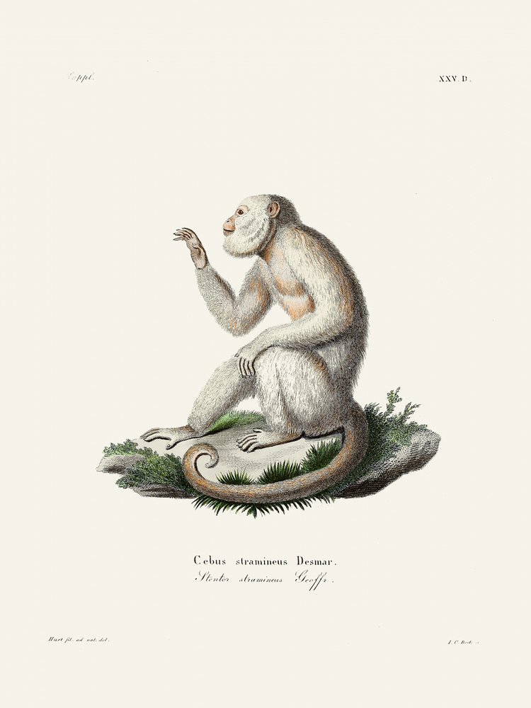 Mono capuchino esbelto, de Johann Christian Daniel von Schreber. de Johann Christian Daniel Von Schreber