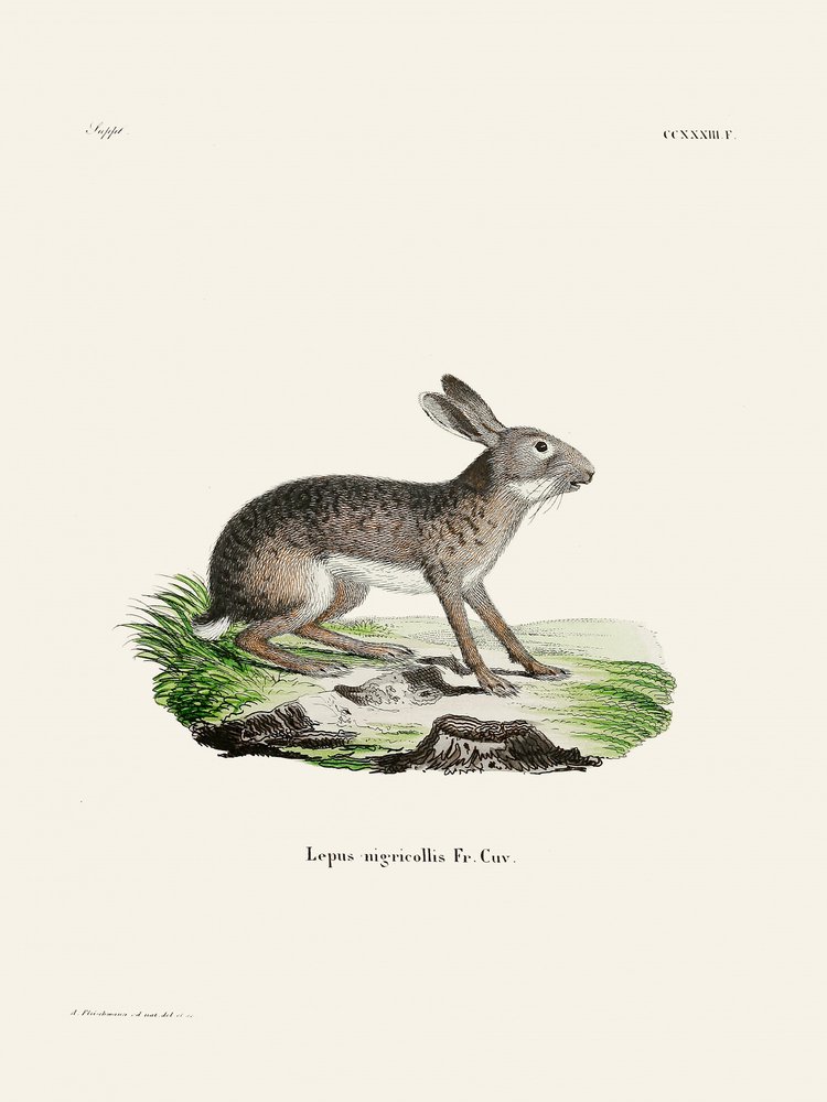 «La liebre india», de Johann Christian Daniel von Schreber. de Johann Christian Daniel Von Schreber