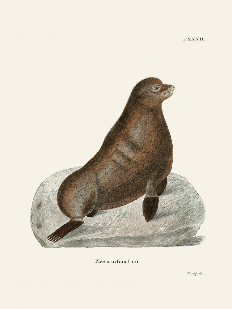 Foca del norte, de Johann Christian Daniel von Schreber. de Johann Christian Daniel Von Schreber