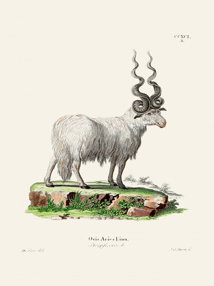 Ovis Aries, de Johann Andreas Wagener y Johann Christian Daniel Von Schreber. de Johann Christian Daniel Von Schreber