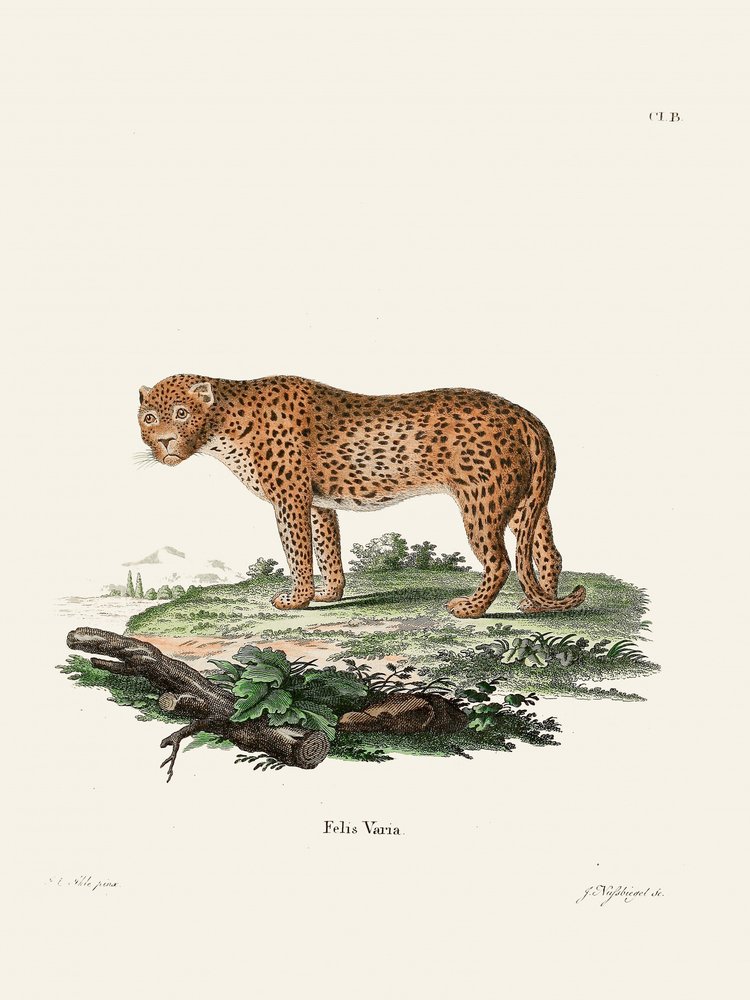 La pantera, de Johann Christian Daniel von Schreber. de Johann Christian Daniel Von Schreber