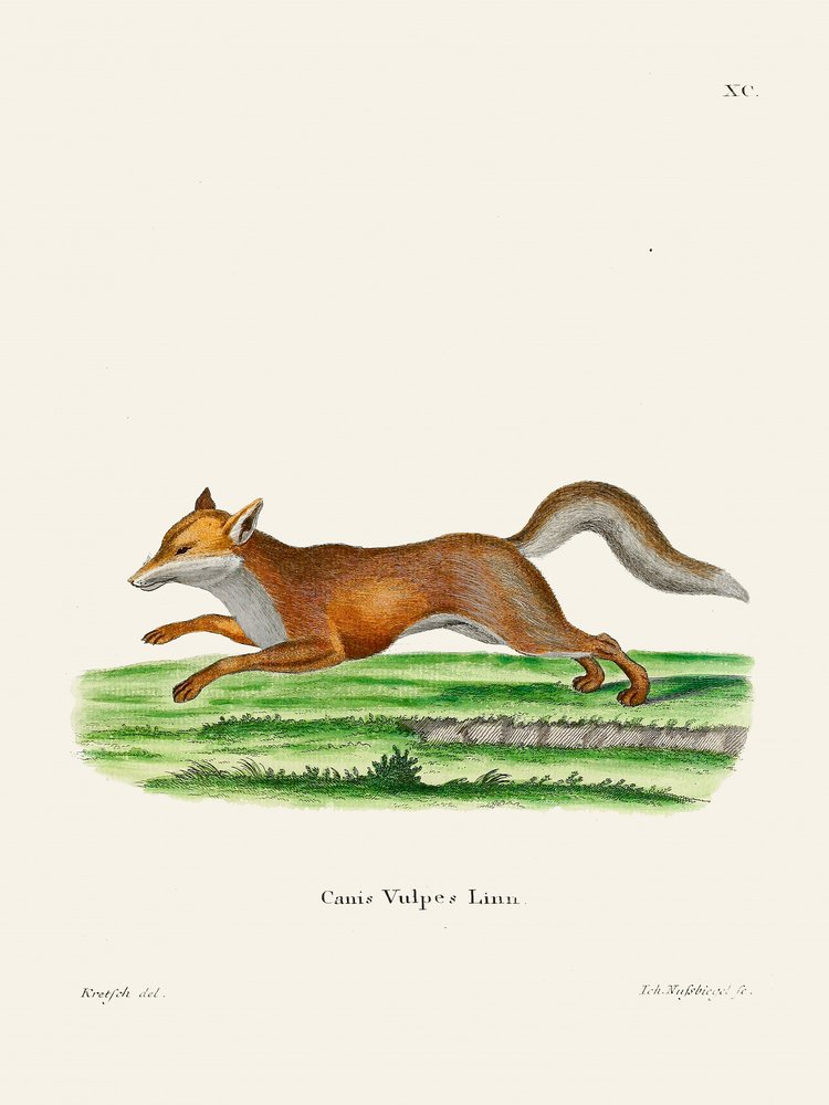 «Red Fox», de Johann Christian Daniel von Schreber. de Johann Christian Daniel Von Schreber