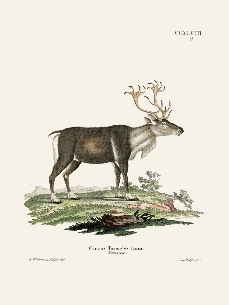 «Renos», de Johann Andreas Wagener y Johann Christian Daniel von Schreber. de Johann Christian Daniel Von Schreber