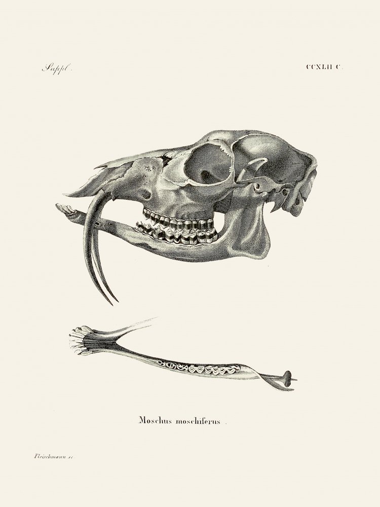 Ciervo almizclero siberiano, de Johann Andreas Wagener y Johann Christian Daniel Von Schreber. de Johann Christian Daniel Von Schreber