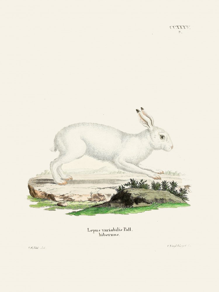 «La liebre blanca», de Johann Christian Daniel von Schreber de Johann Christian Daniel Von Schreber