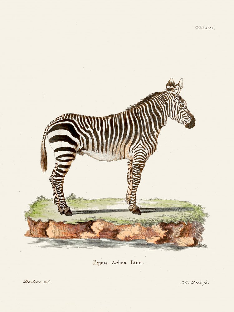 Zebra, de *Los mamíferos* (1778-1855), de Johann Christian Daniel von Schreber. de Johann Christian Daniel Von Schreber