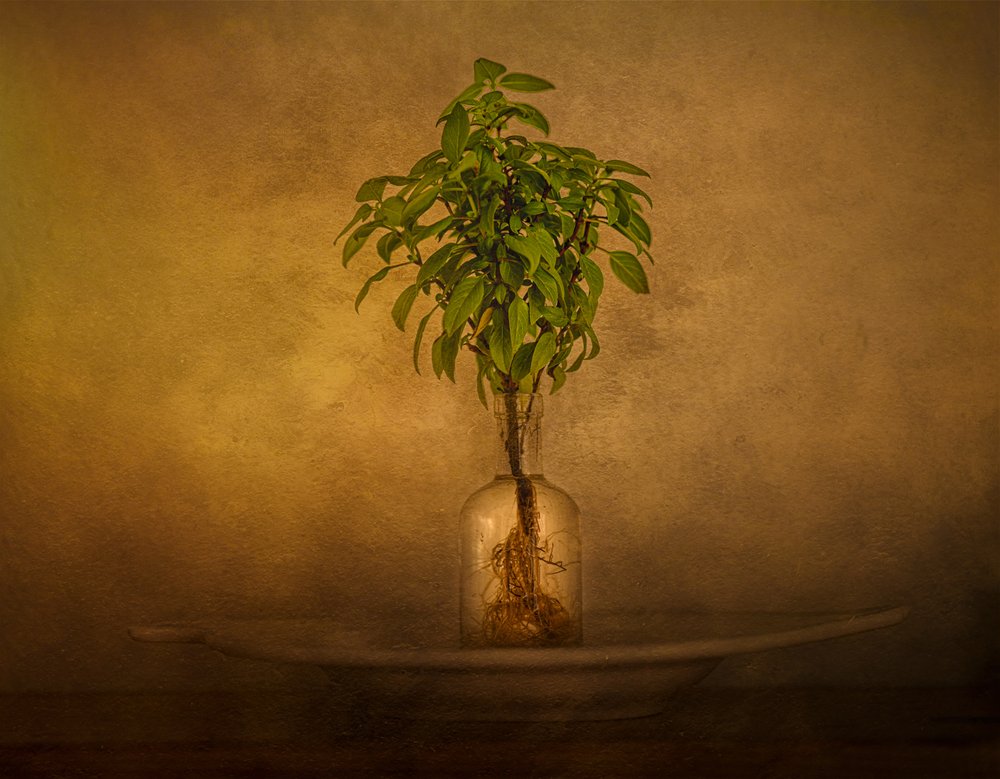 Naturaleza muerta con plantas con raíces de John-Mei Zhong