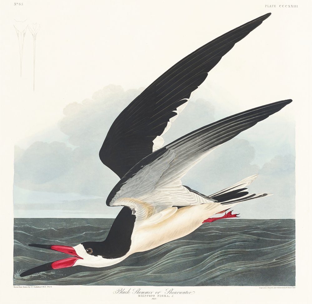  de John James Audubon