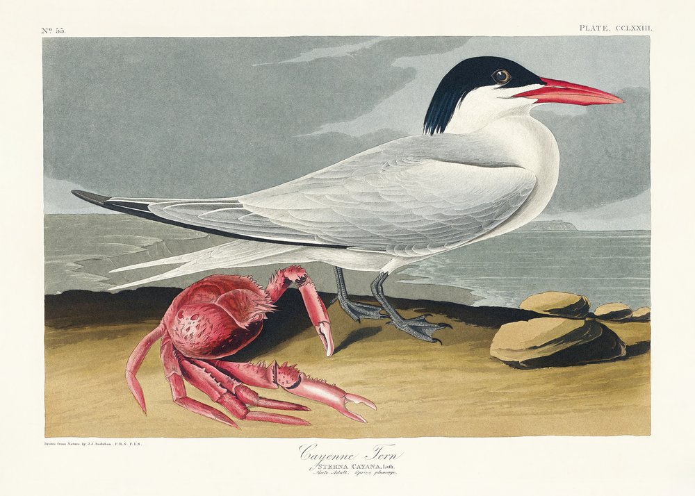 Charrán de Cayena, de *Birds of America* (1827) de John James Audubon