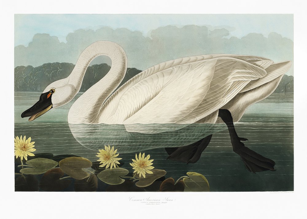  de John James Audubon