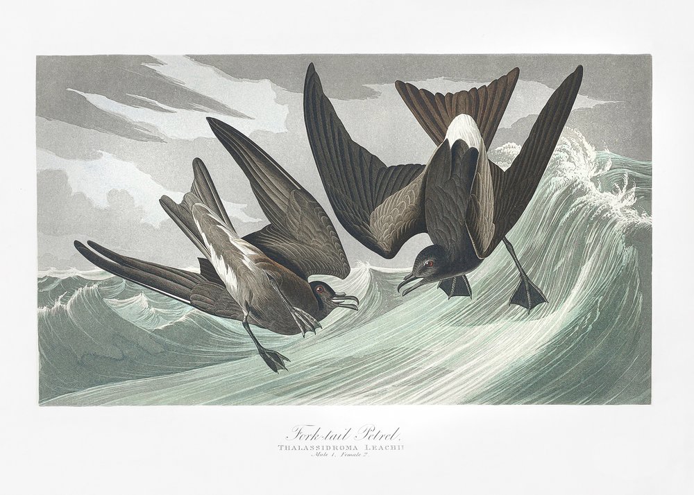  de John James Audubon