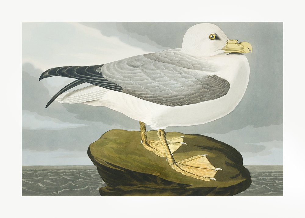  de John James Audubon