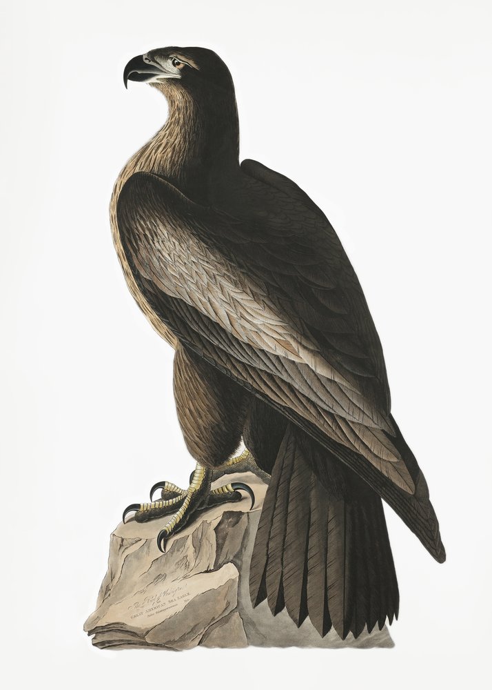  de John James Audubon