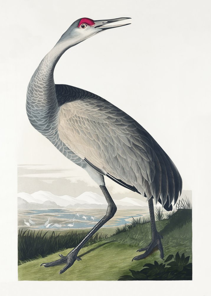  de John James Audubon