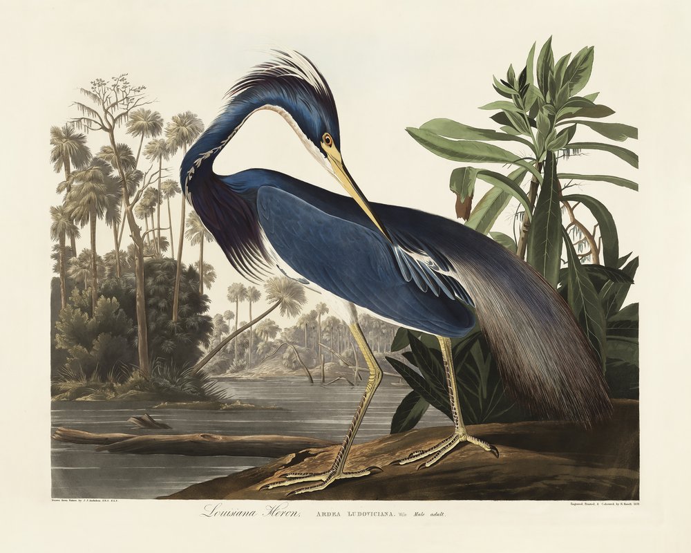  de John James Audubon