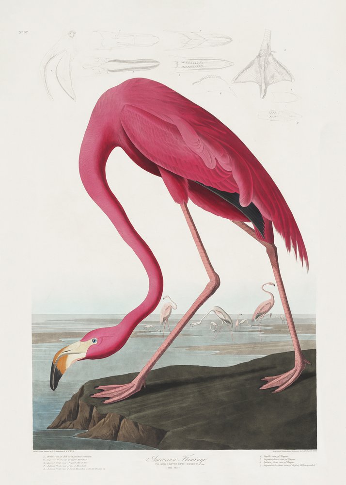  de John James Audubon