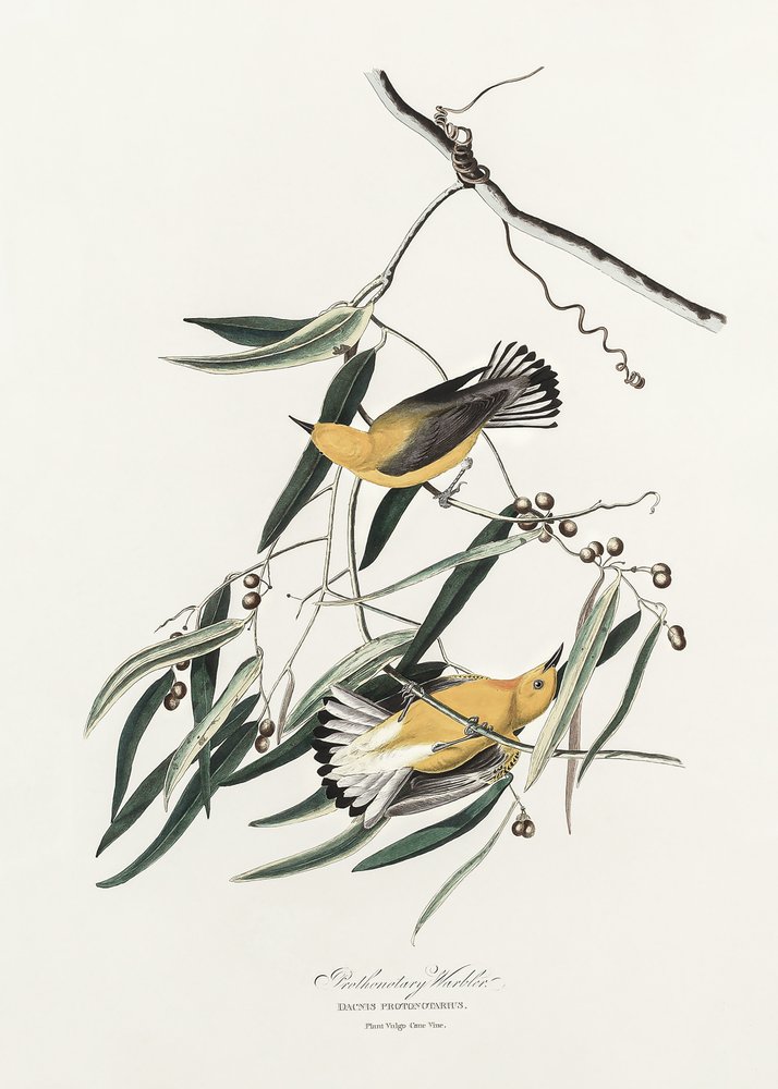  de John James Audubon