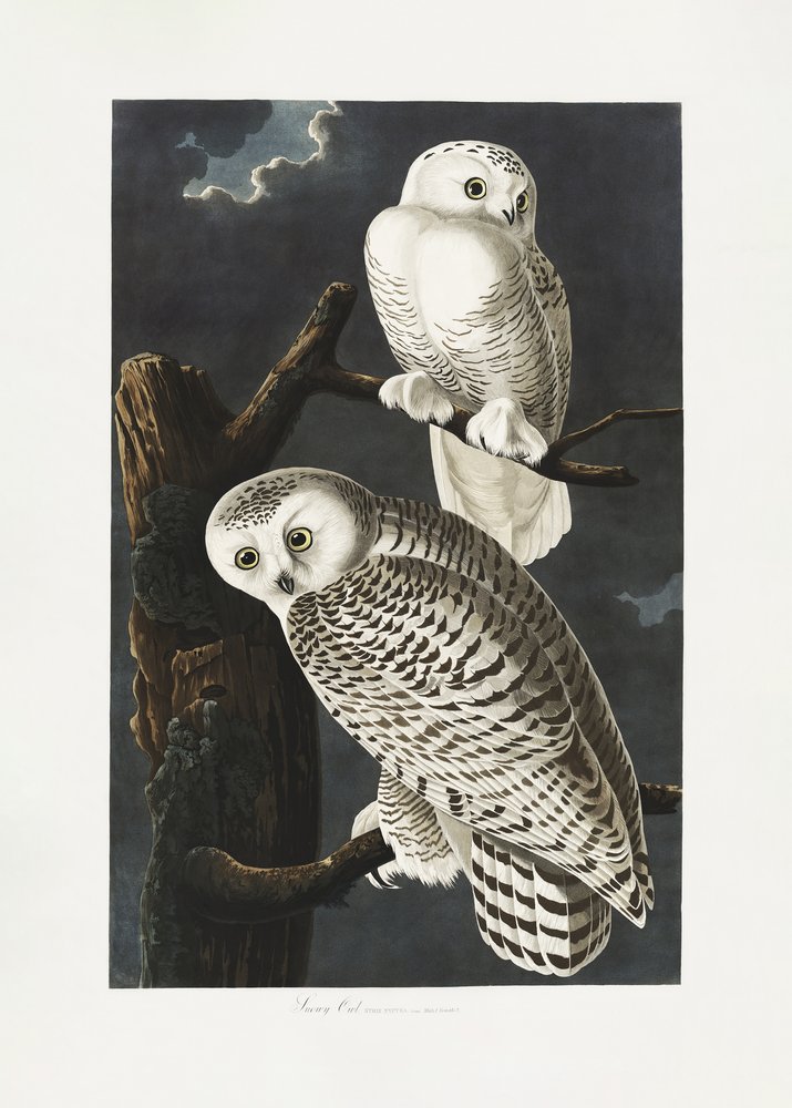  de John James Audubon