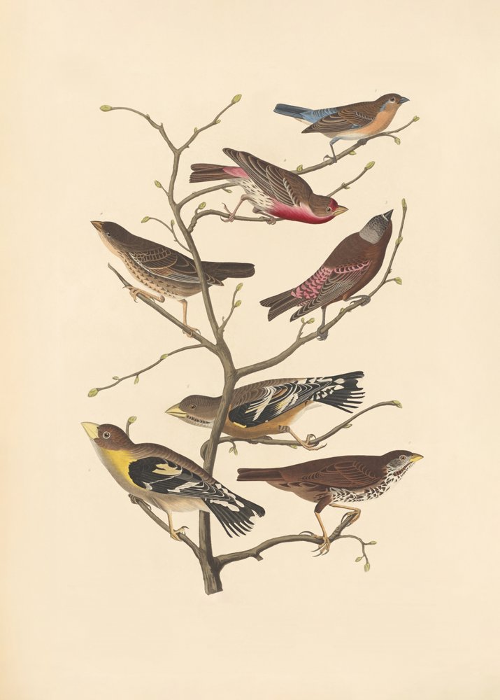 Pinzón azul de John James Audubon/ Rob Havell