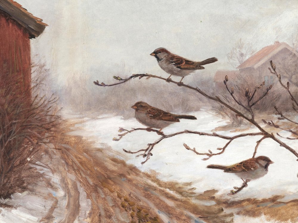 Gorriones de granero en invierno de Jolly and Dash