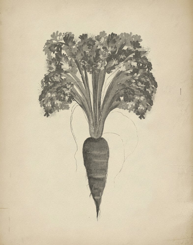 Dibujo botánico de una zanahoria de Josie George