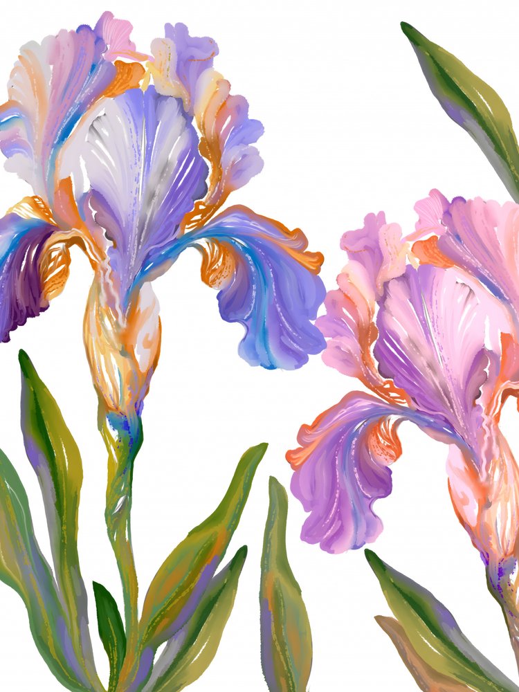 Coloridas flores de iris de Josie George