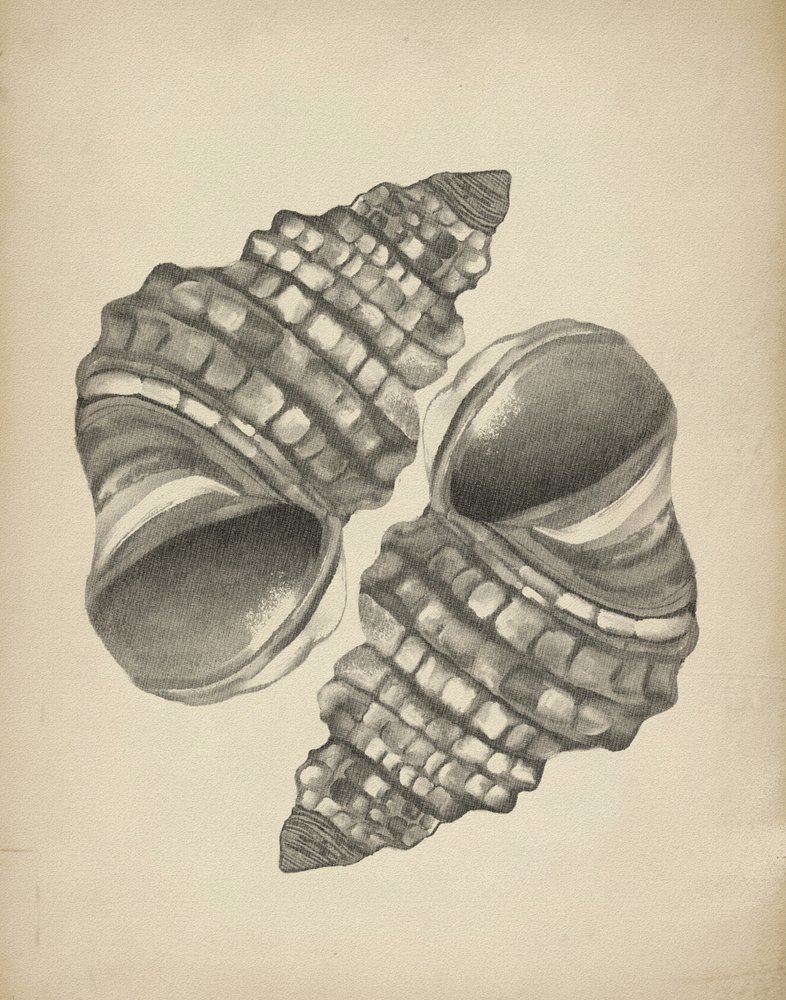 Conchas en espiral detalladas de Josie George