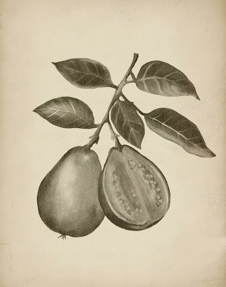 Estudio botánico de la guayaba de Josie George