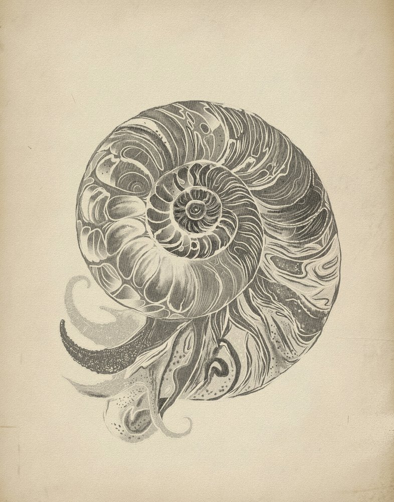 La intrincada espiral del nautilo de Josie George