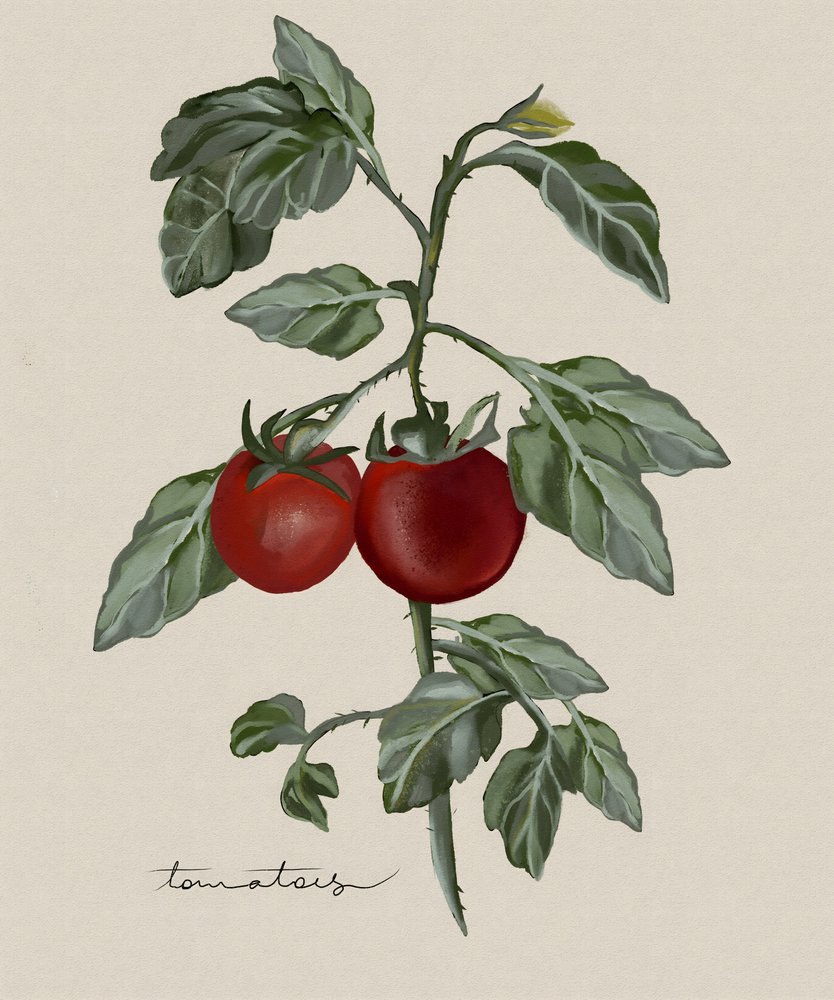 Tomates maduros en la mata de Josie George