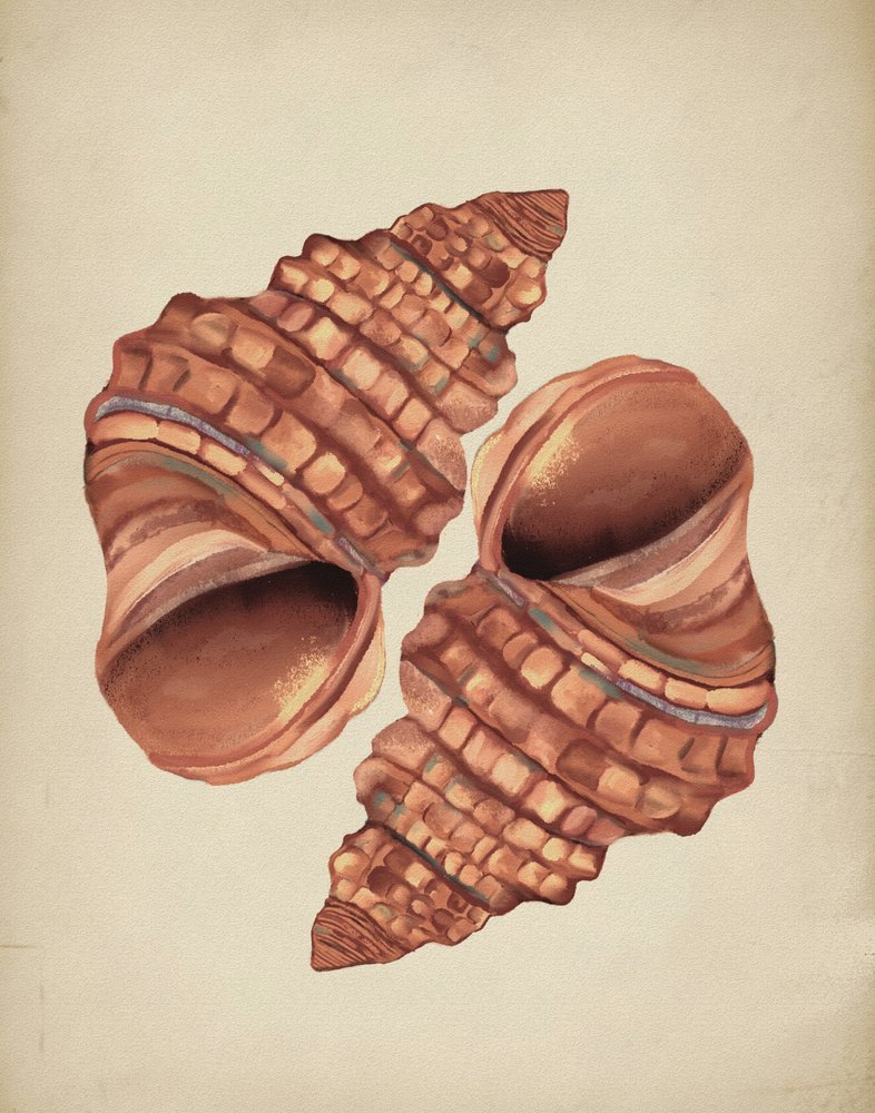 Dos caracolas de Josie George
