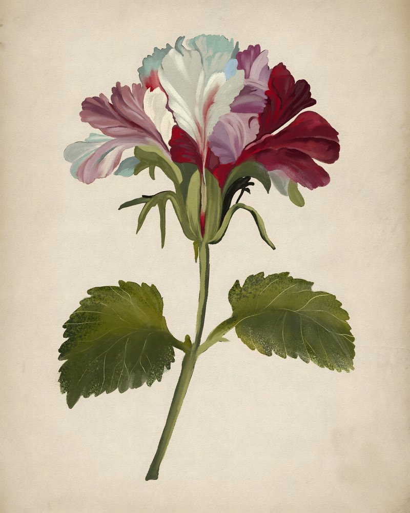 Flor de geranio de colores vivos de Josie George