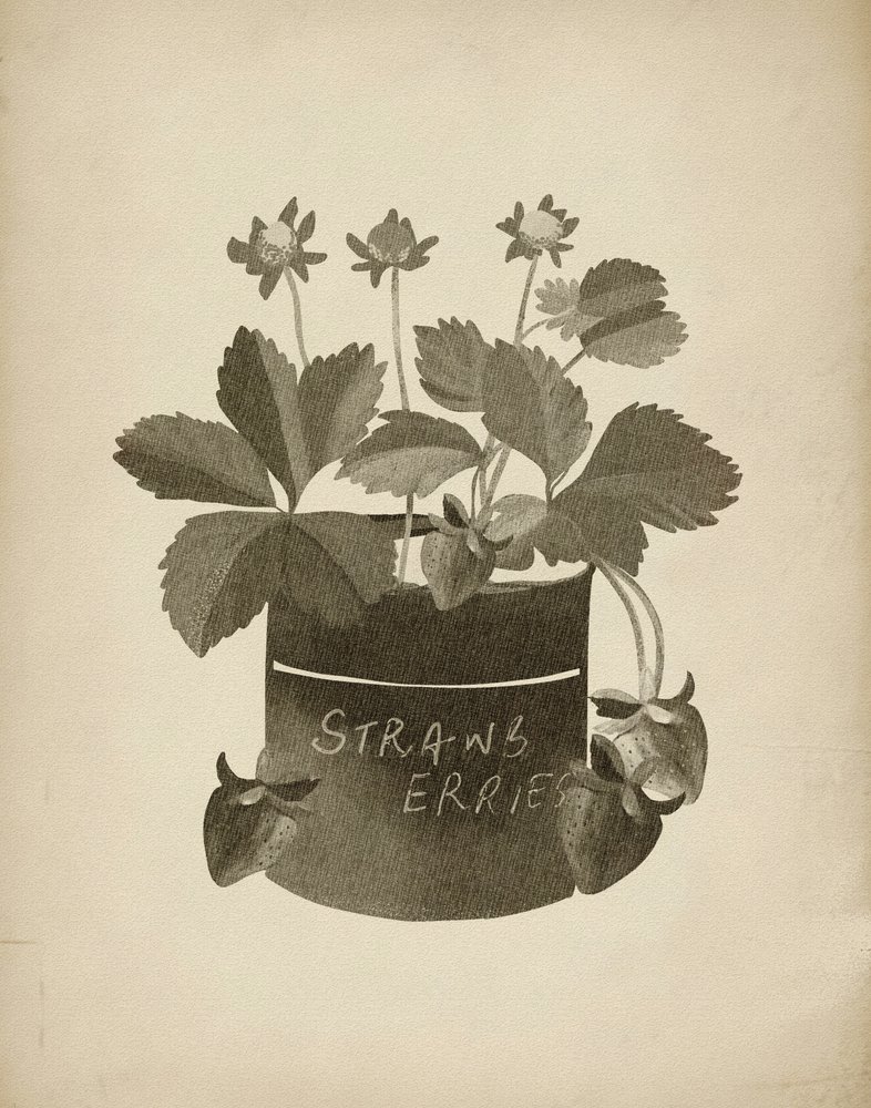 Ilustración vintage de una fresa de Josie George