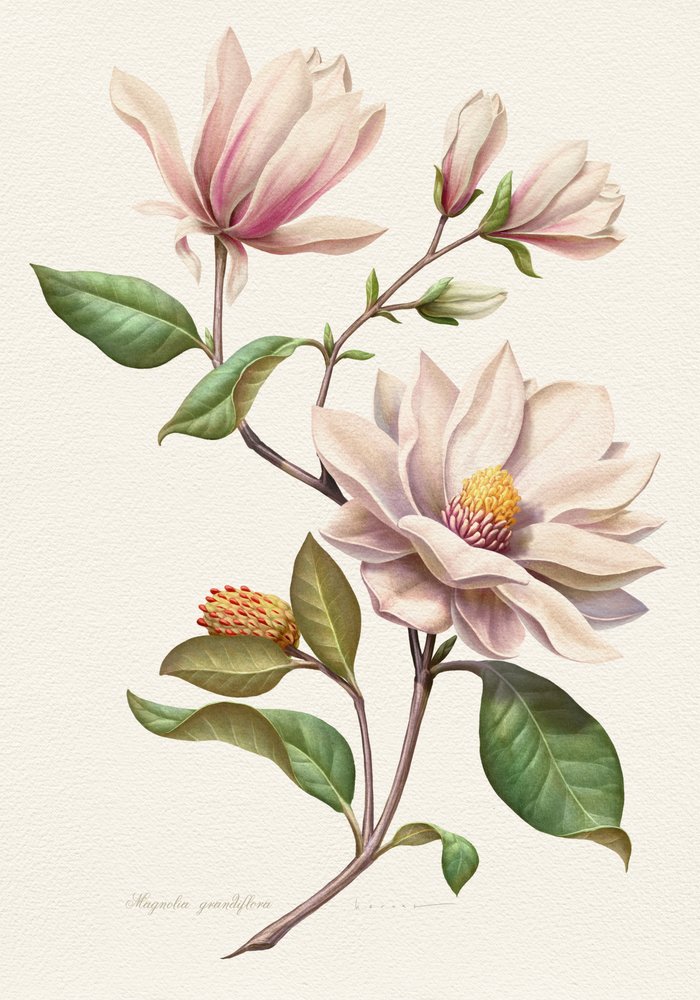 Flores de magnolia en tonos rosados de Juan Hernaz