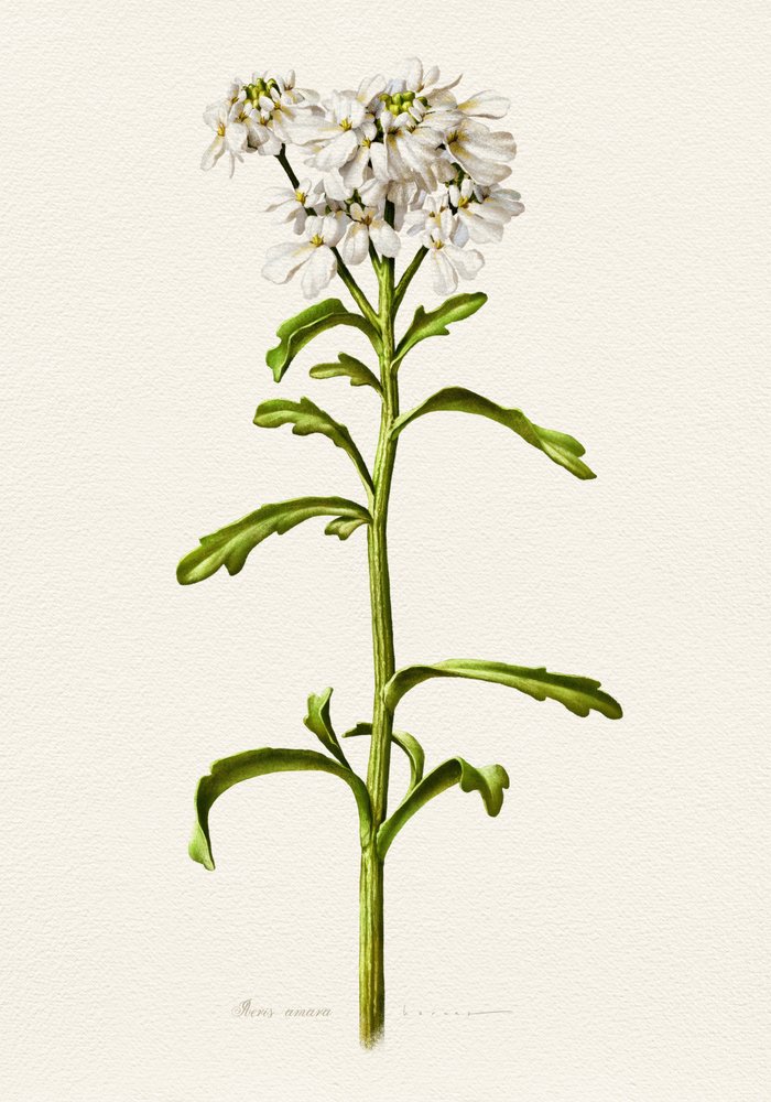 Candytuft blanco (descripción botánica) de Juan Hernaz