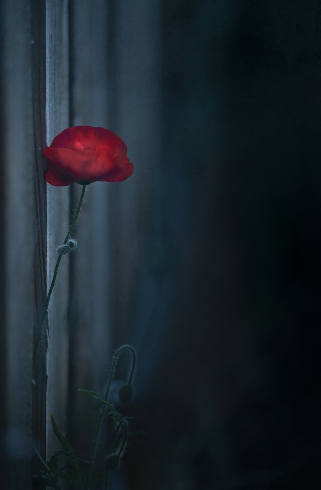 Flor de amapola roja melancólica de Judy Tseng