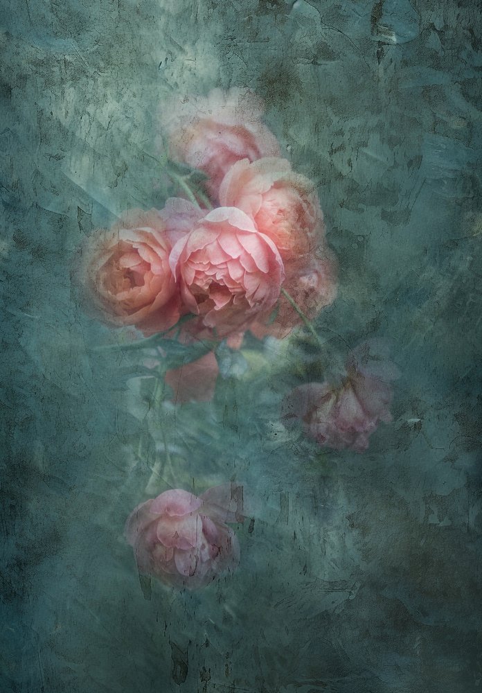 Rosas suaves y evocadoras de Judy Tseng